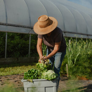 Cold Frame Farm