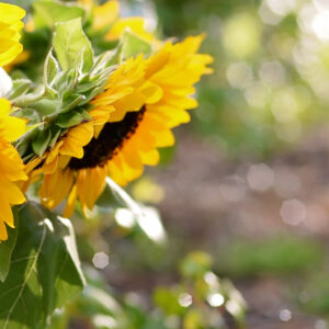 Twin Creek Flowers, LLC