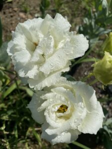 The Floral Expanse Flower Farm
