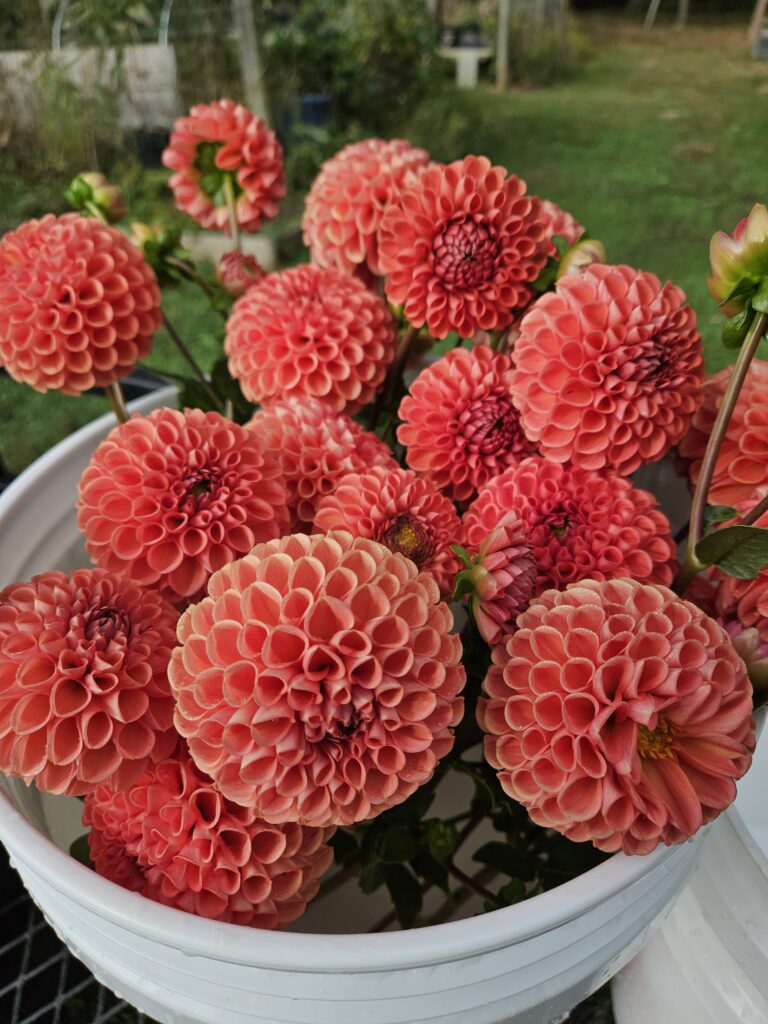 Brooms Blooms Local Flowers