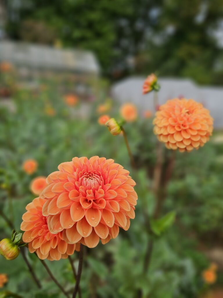 Brooms Blooms Local Flowers