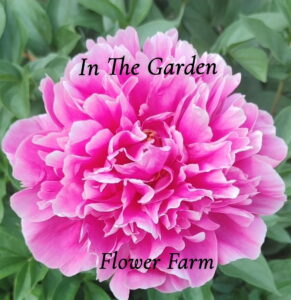 In the Garden