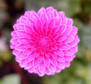 Nature’s Beauty Flower Farm, LLC